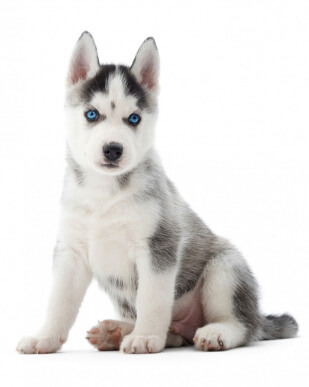 子犬
