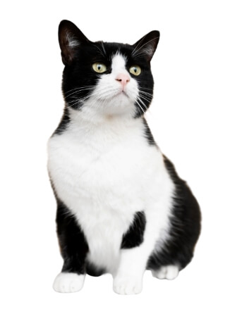 子猫